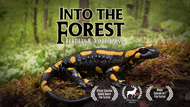 Into the Forest: Reptiles & Amphibians