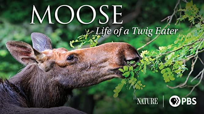 Moose: Life of a Twig Eater