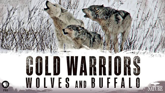 Nature: Cold Warriors: Wolves and Buffalo