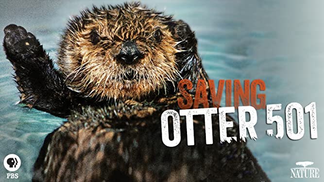 Nature: Saving Otter 501