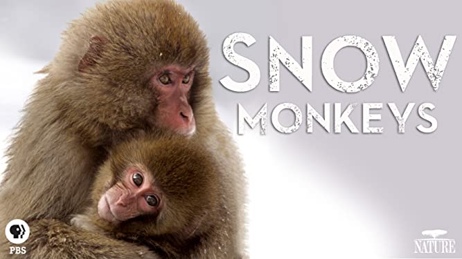 Nature: Snow Monkeys