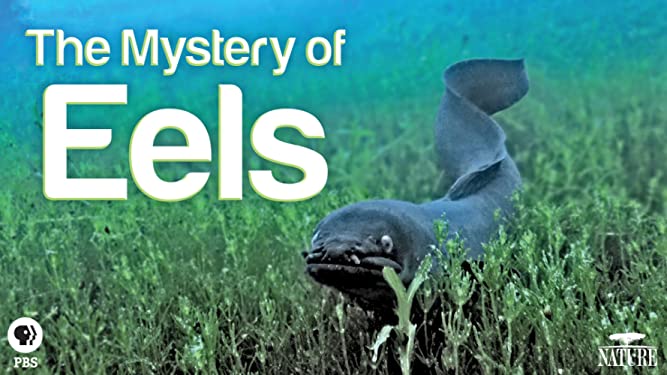 Nature: The Mystery of Eels