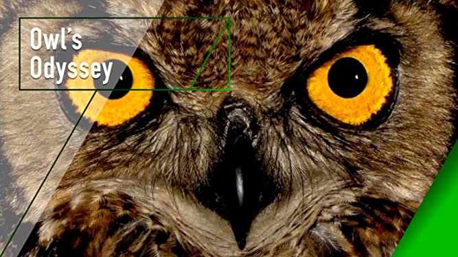 Owl's Odyssey