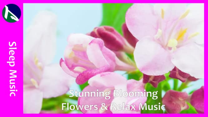 Stunning Blooming Flowers & Relax Music - Sleep Music