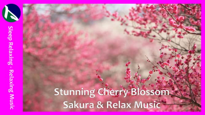 Stunning Cherry Blossom Sakura & Relax Music - Sleep Relaxing - Relaxing Music