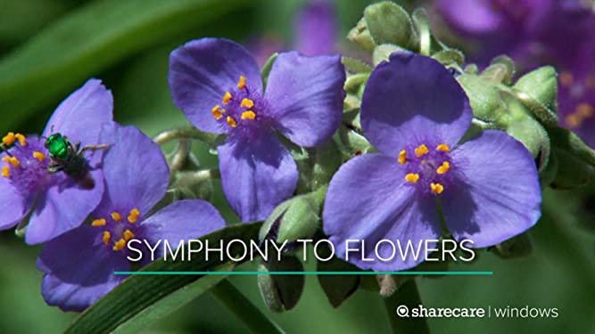 Symphony to Flowers