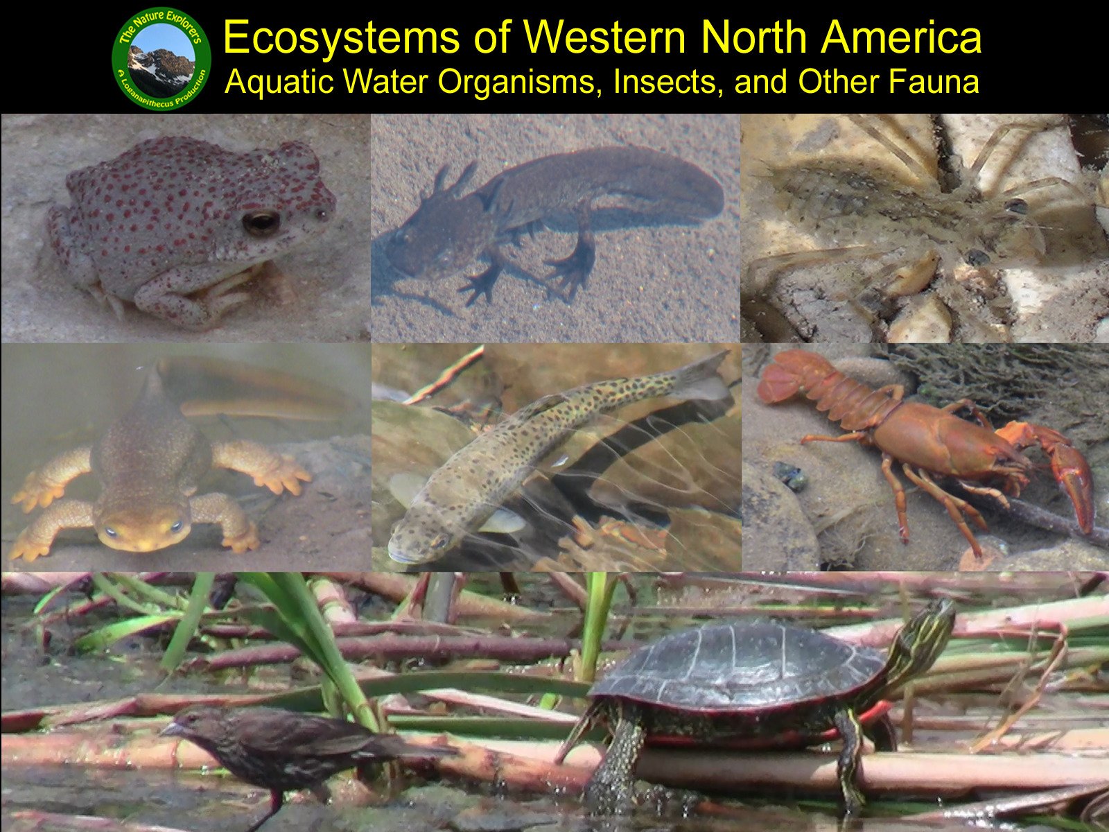 The Nature Explorers - Ecosystems of Western North America