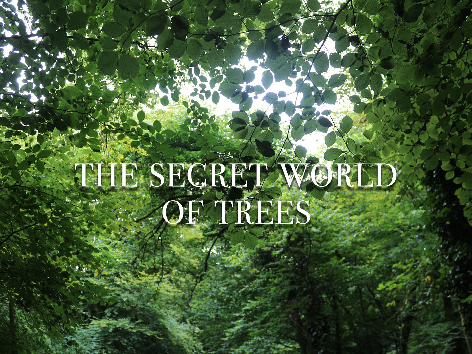 The Secret World of Trees
