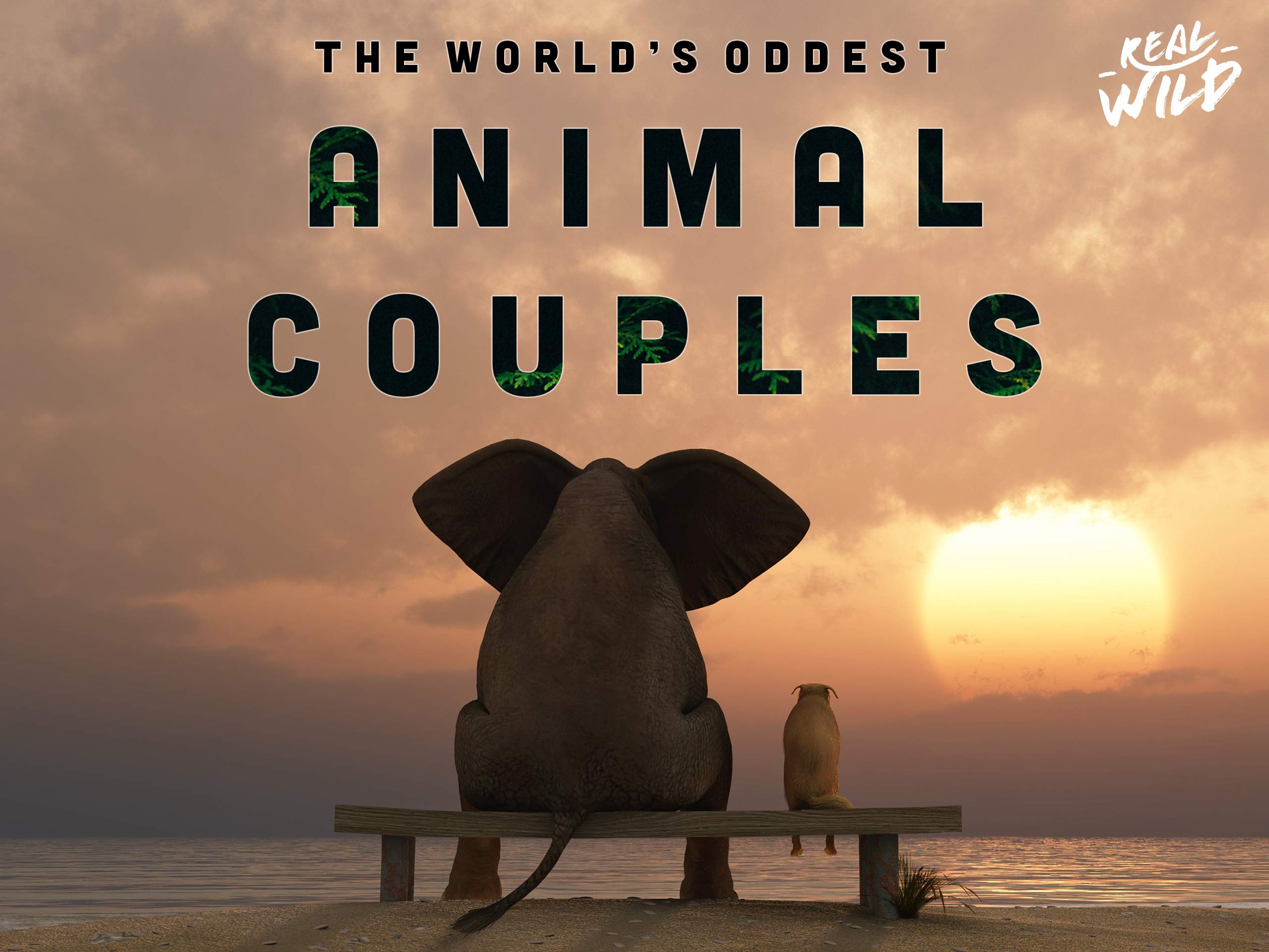 The World's Oddest Animal Couples