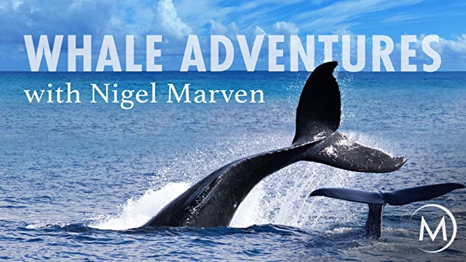 Whale Adventures with Nigel Marven